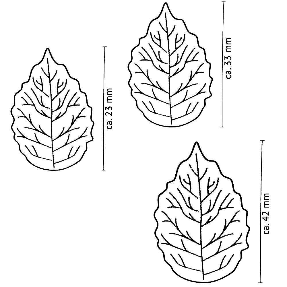 Wykrawacze, dekoratory listki do lukru, tłoczone 3 szt. ZENKER 43075