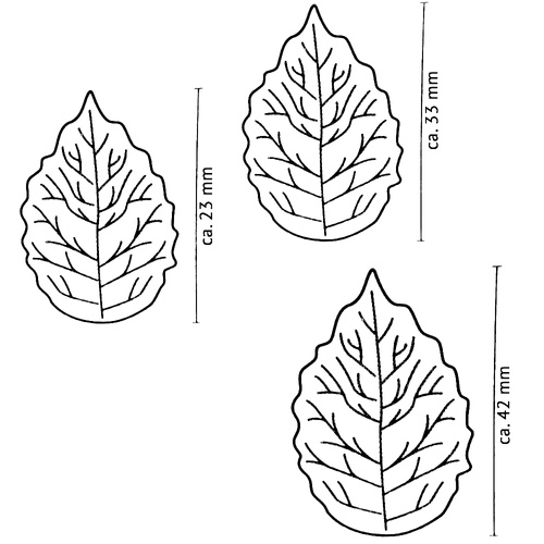 Wykrawacze, dekoratory listki do lukru, tłoczone 3 szt. ZENKER 43075